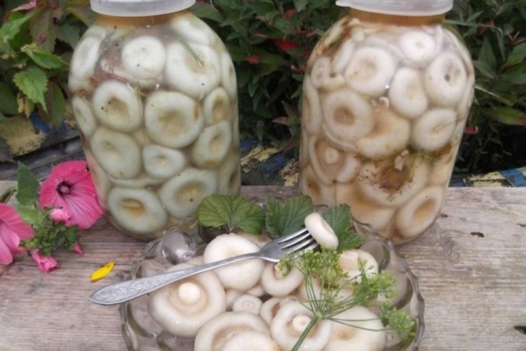 Засолка груздей на зиму