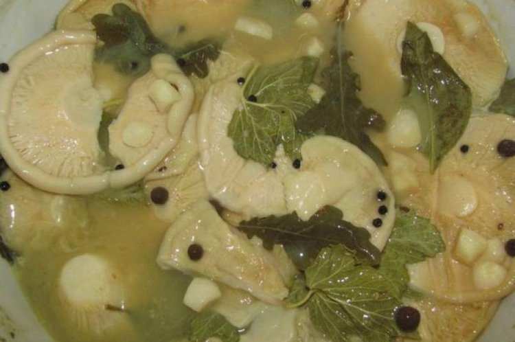 Соленые грузди со смородиновыми листьями