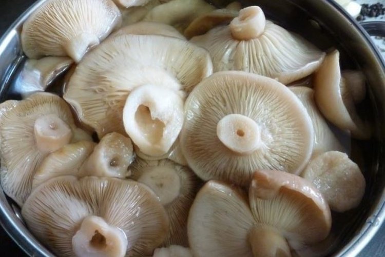 Засолка груздей на скорую руку