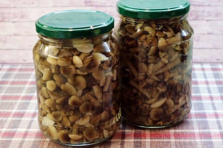 Маринованные опята быстрого приготовления