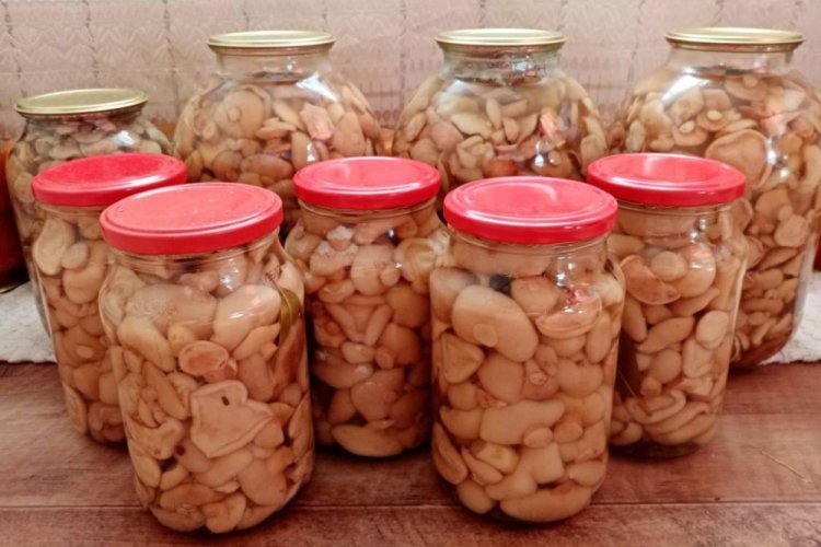 Маринованные маслята с имбирем и лимоном