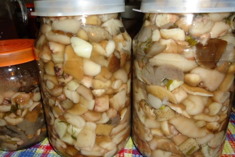 Маринованные маслята с яблочным уксусом