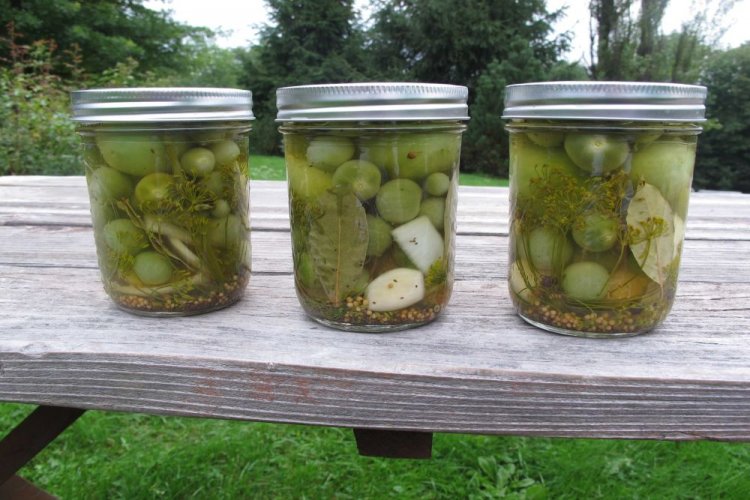 Зеленые помидоры со стерилизацией