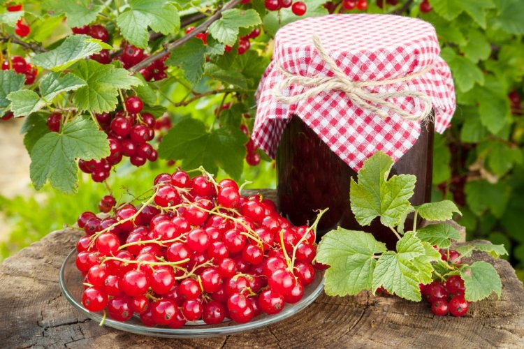 Красная смородина с сахаром на зиму без варки: 20 лучших рецептов