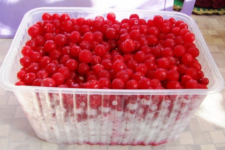 Замороженная калина на зиму