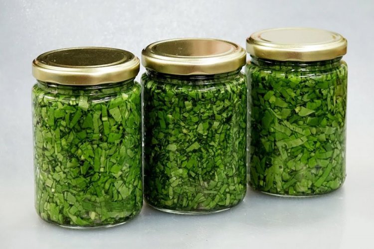 Щавель на зиму как свежий