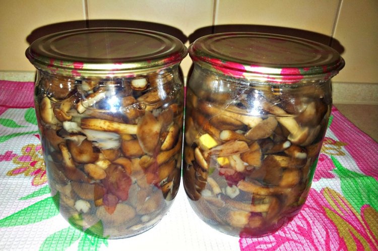 Жареные маринованные маслята на зиму
