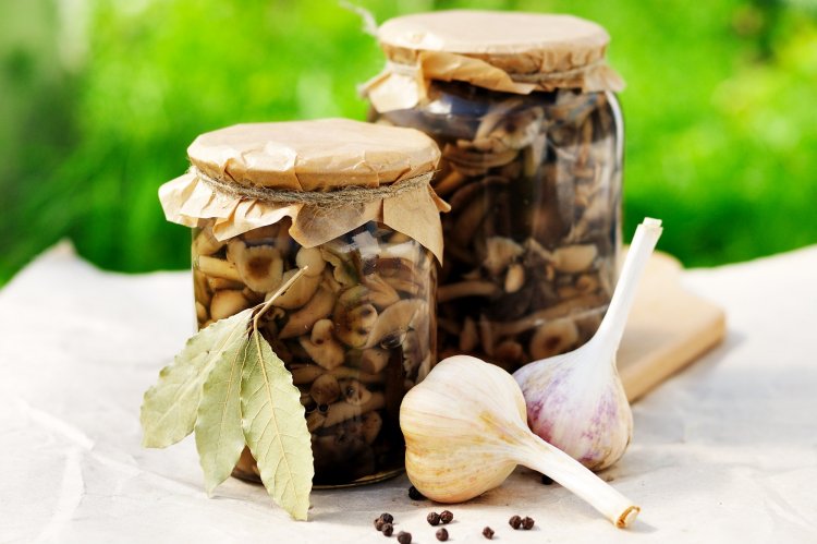 Опята на зиму: 15 быстрых и вкусных рецептов заготовок