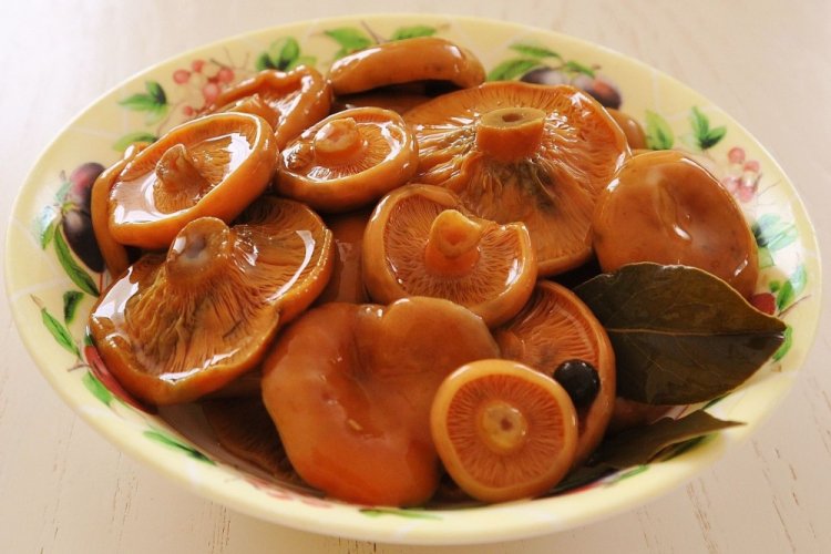 Маринованные рыжики на зиму