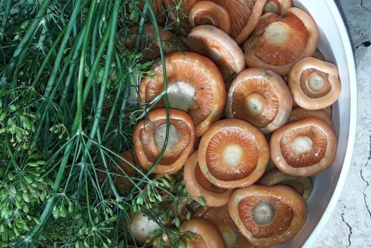 Соленые рыжики на зиму