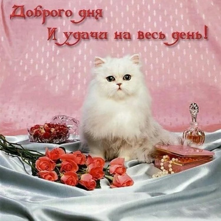 Картинки «Добрый день!» женщине