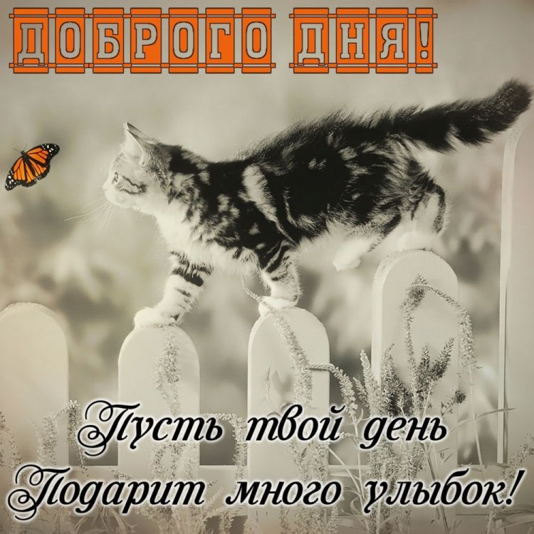 Картинки «Добрый день!» мужчине