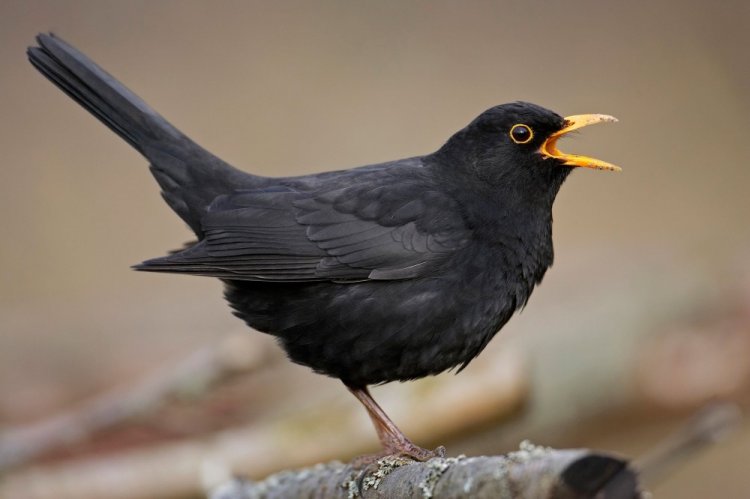 Черный дрозд