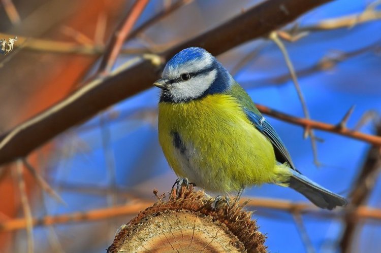 Зеленая лазоревка