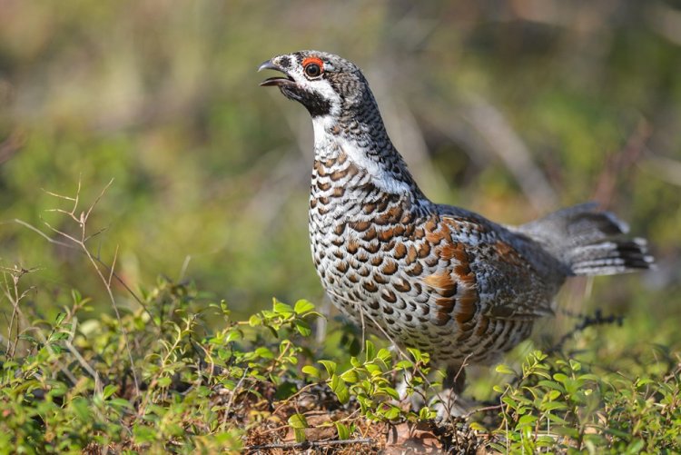 Рябчик дальневосточный