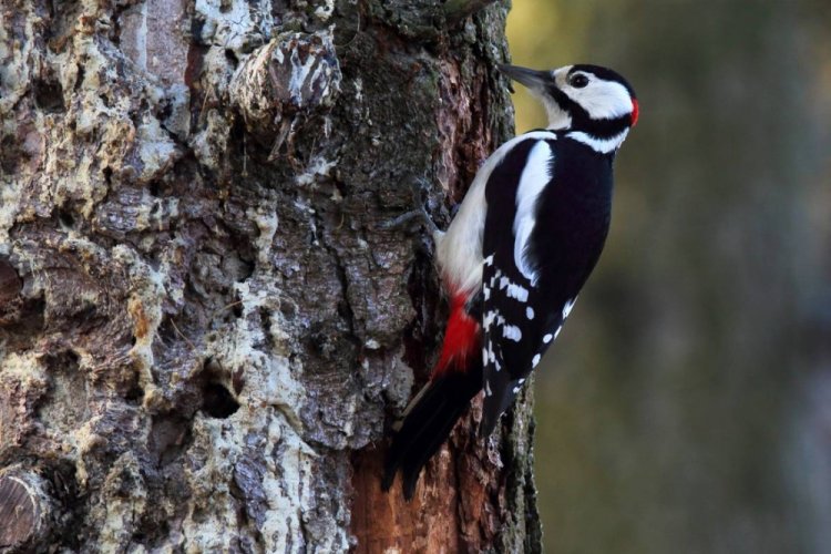 Большой пестрый дятел