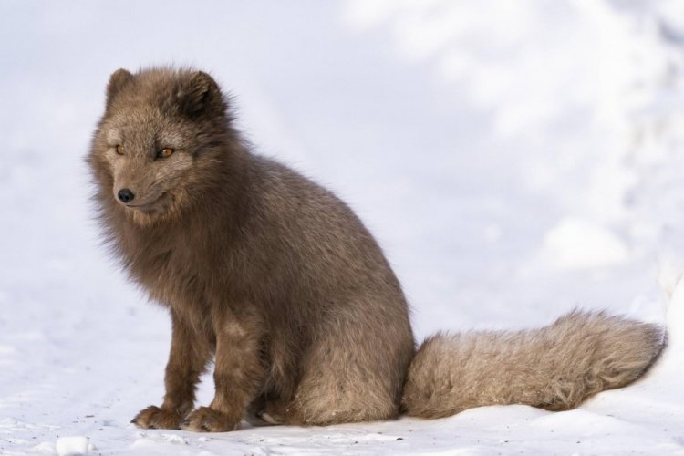 Медновский песец