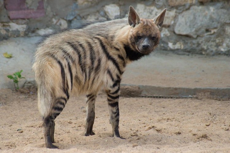 Полосатая гиена