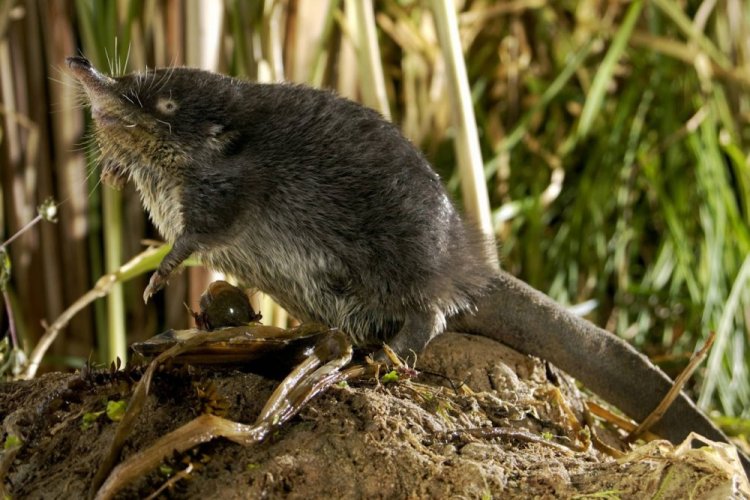 Русская выхухоль