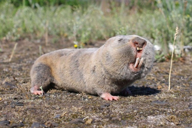 Гигантский слепыш