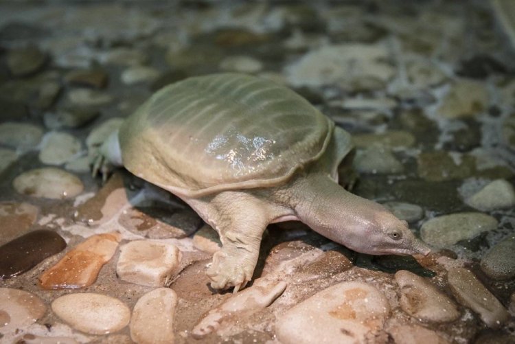 Дальневосточная черепаха