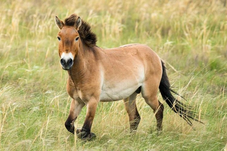 Лошадь Пржевальского