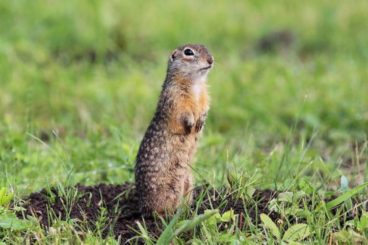 Крапчатый суслик