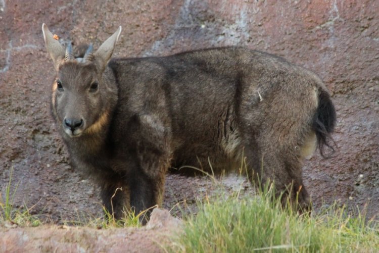 Амурский горал