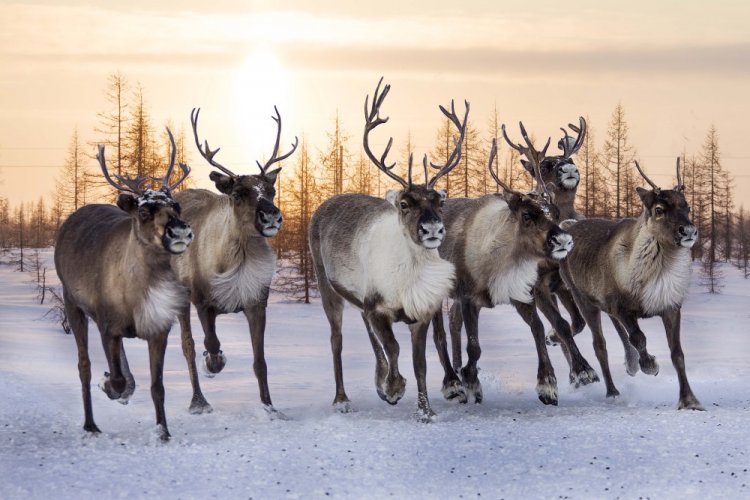 Северный олень