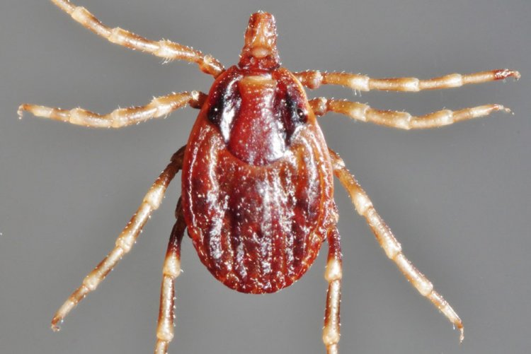 Стеклоглазы