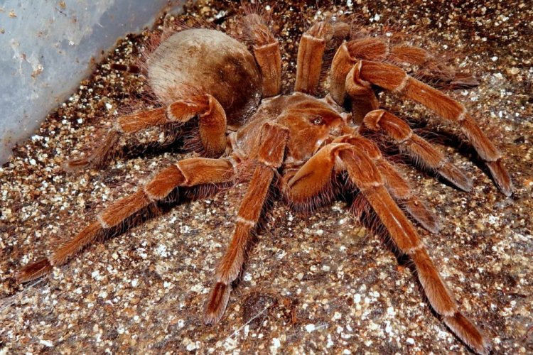 Птицеед-голиаф