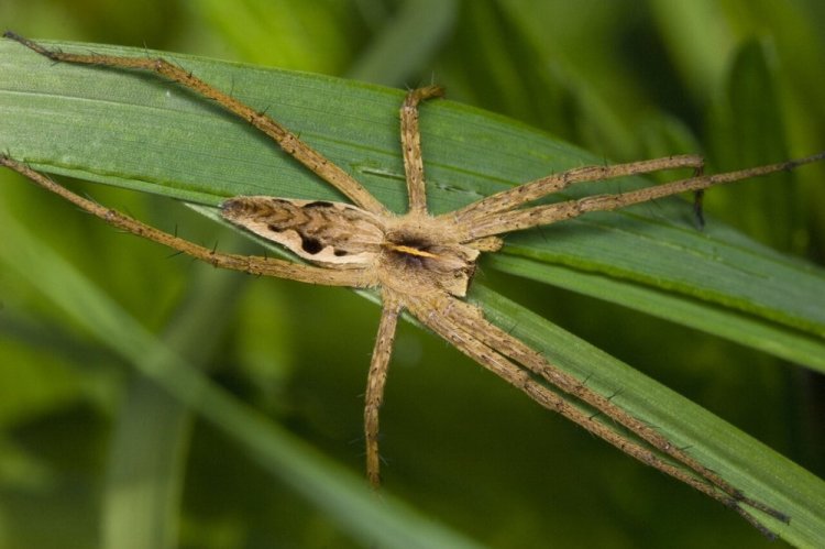 Пауки-пизауриды