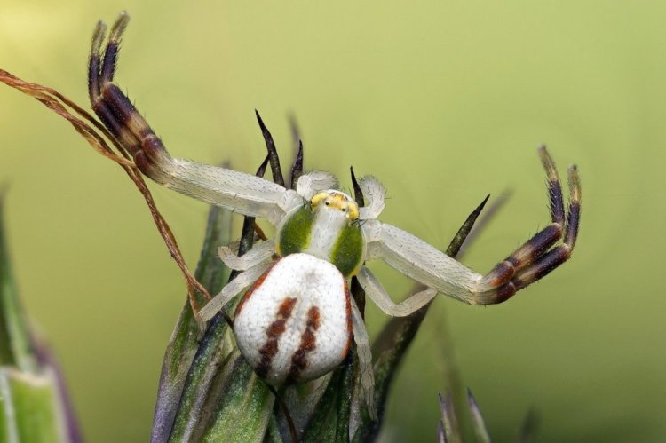 Цветочный паук