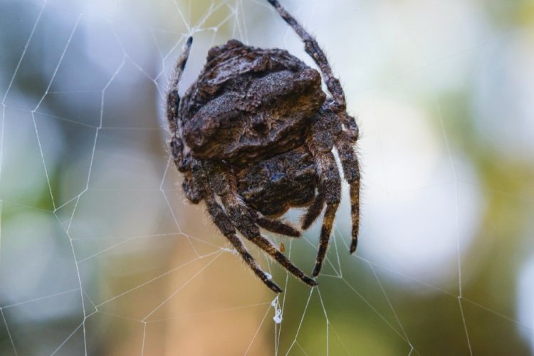 Паук Дарвина