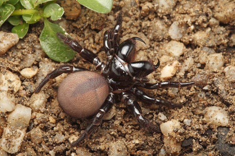 Мышиный паук