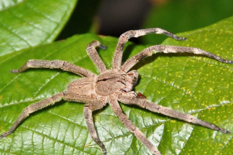 Странствующие пауки