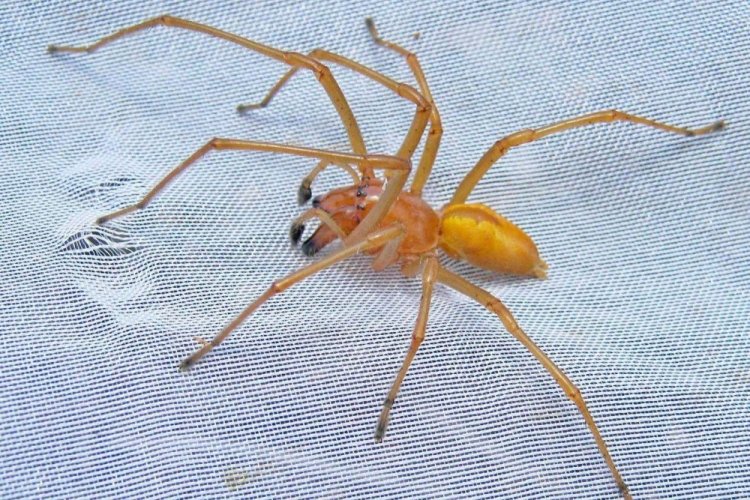Желтосумный колющий паук