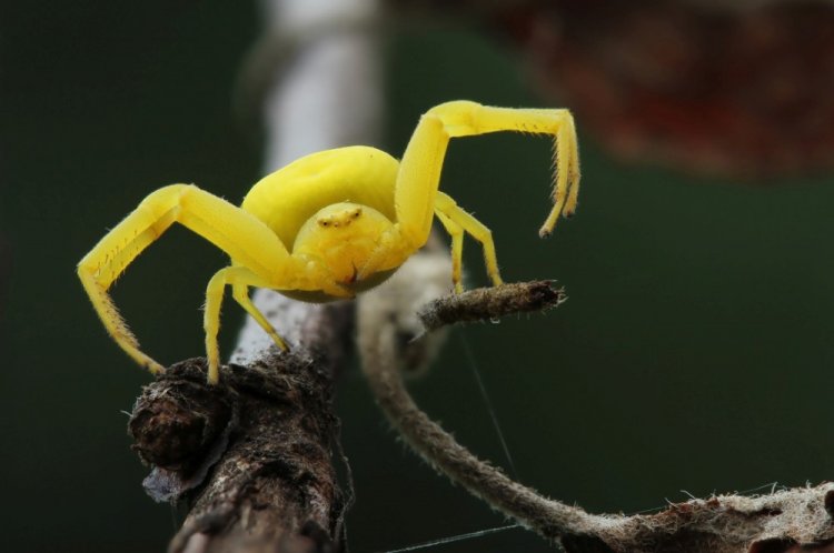 Пауки-бокоходы