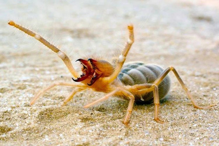 Египетский паук верблюд