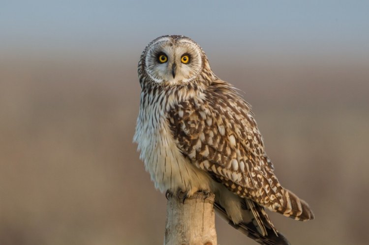 Болотная сова