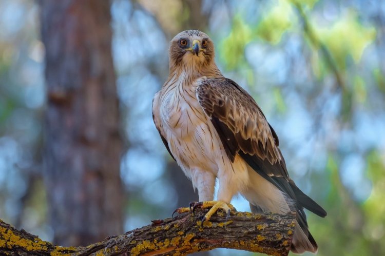 Орел-карлик