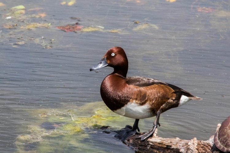 Белоглазая чернеть