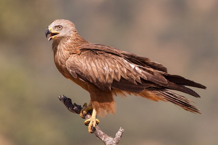 Красный коршун