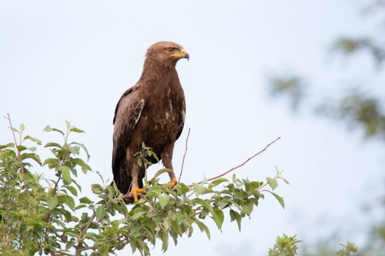 Малый подорлик