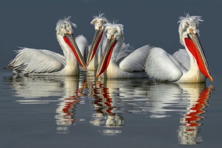 Кудрявый пеликан
