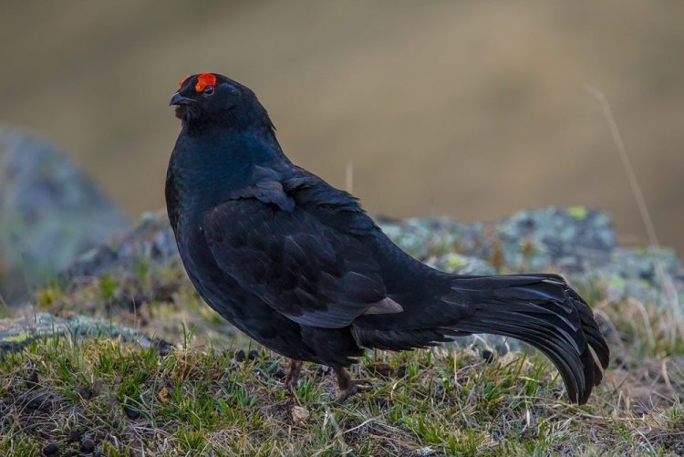 Кавказский тетерев