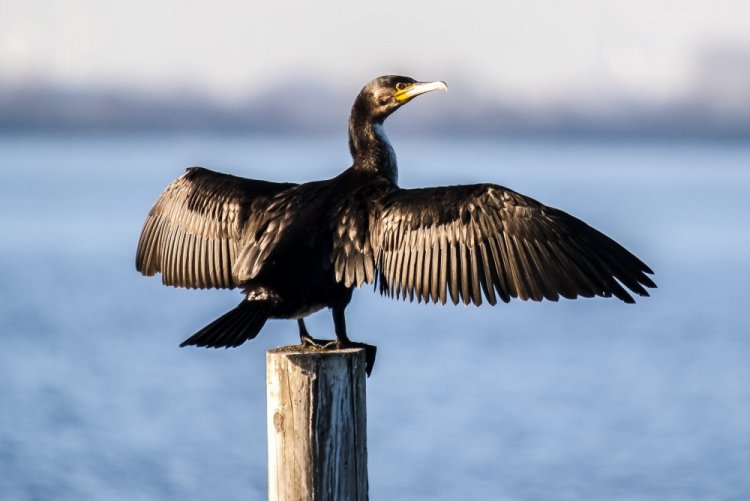 Большой баклан