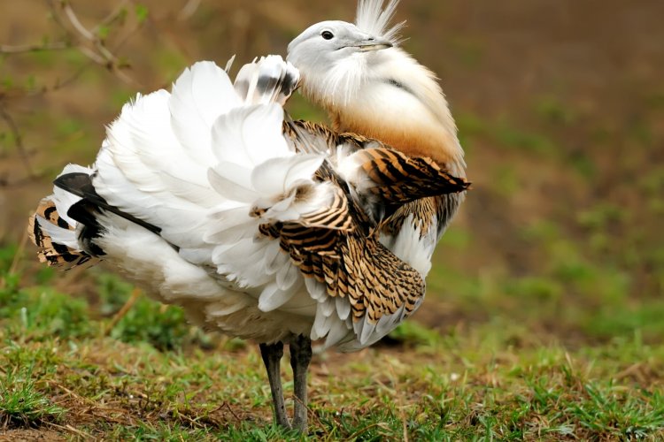 30 редких птиц, которые занесены в Красную книгу России