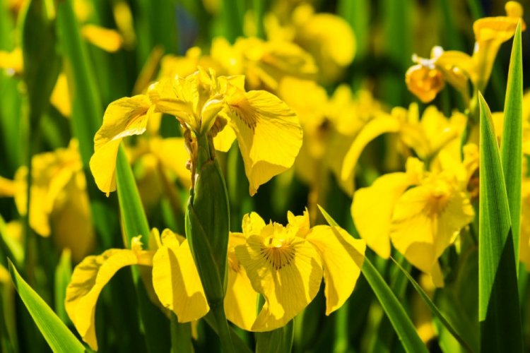 Ирис желтый