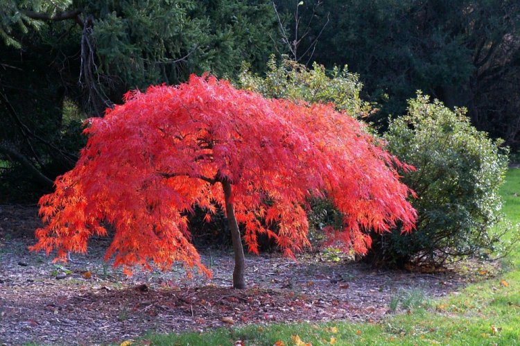 Клен японский